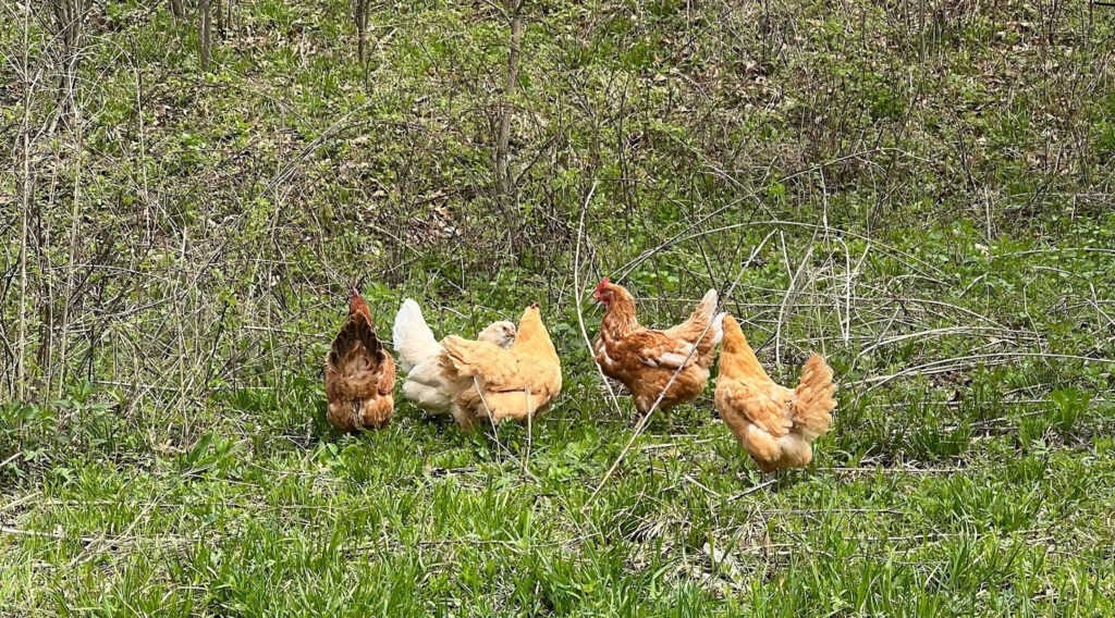 What’s in a Name: Roaster, Broiler or Fryer Chicken